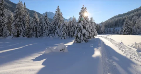 Verschneite Tannen im Lechtal, unber&uuml;hrter Pulverschnee, Sonne blitzt hinter den B&auml;umen, klarer blauer Himmel